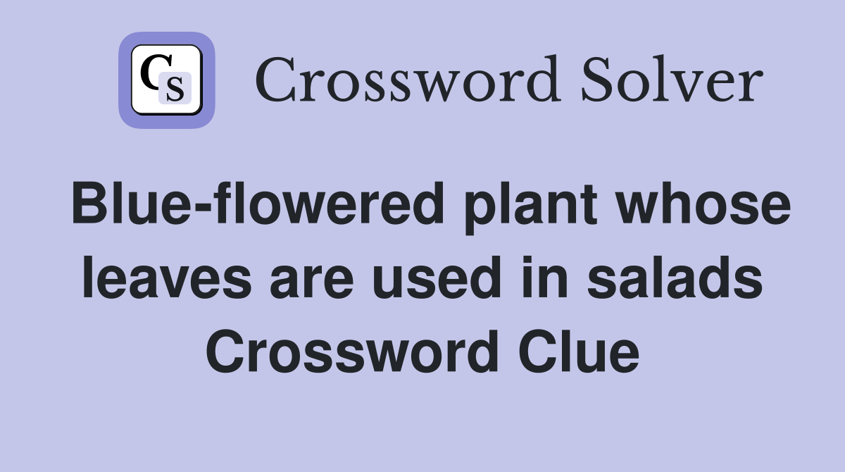 Blueflowered plant whose leaves are used in salads Crossword Clue